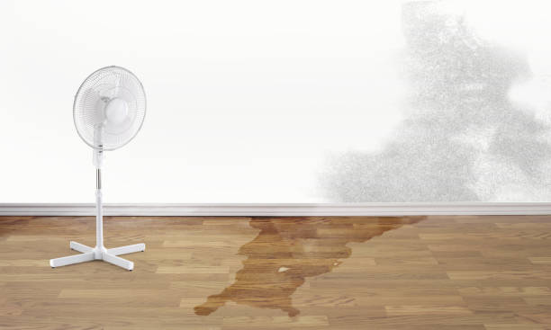 Best Water damage restoration specialists  in Harlingen, TX