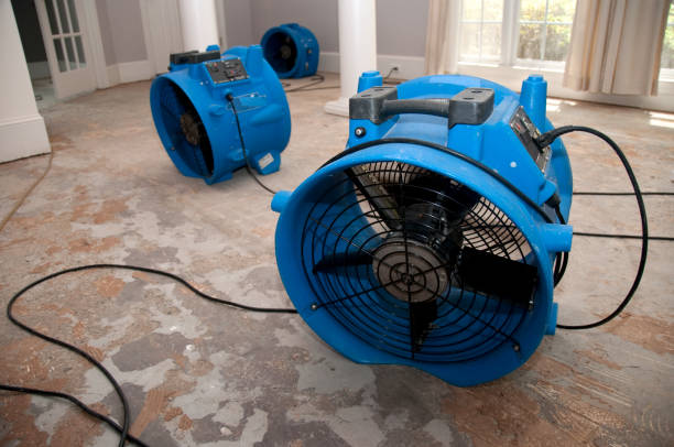 Best Water damage cleanup near me  in Harlingen, TX